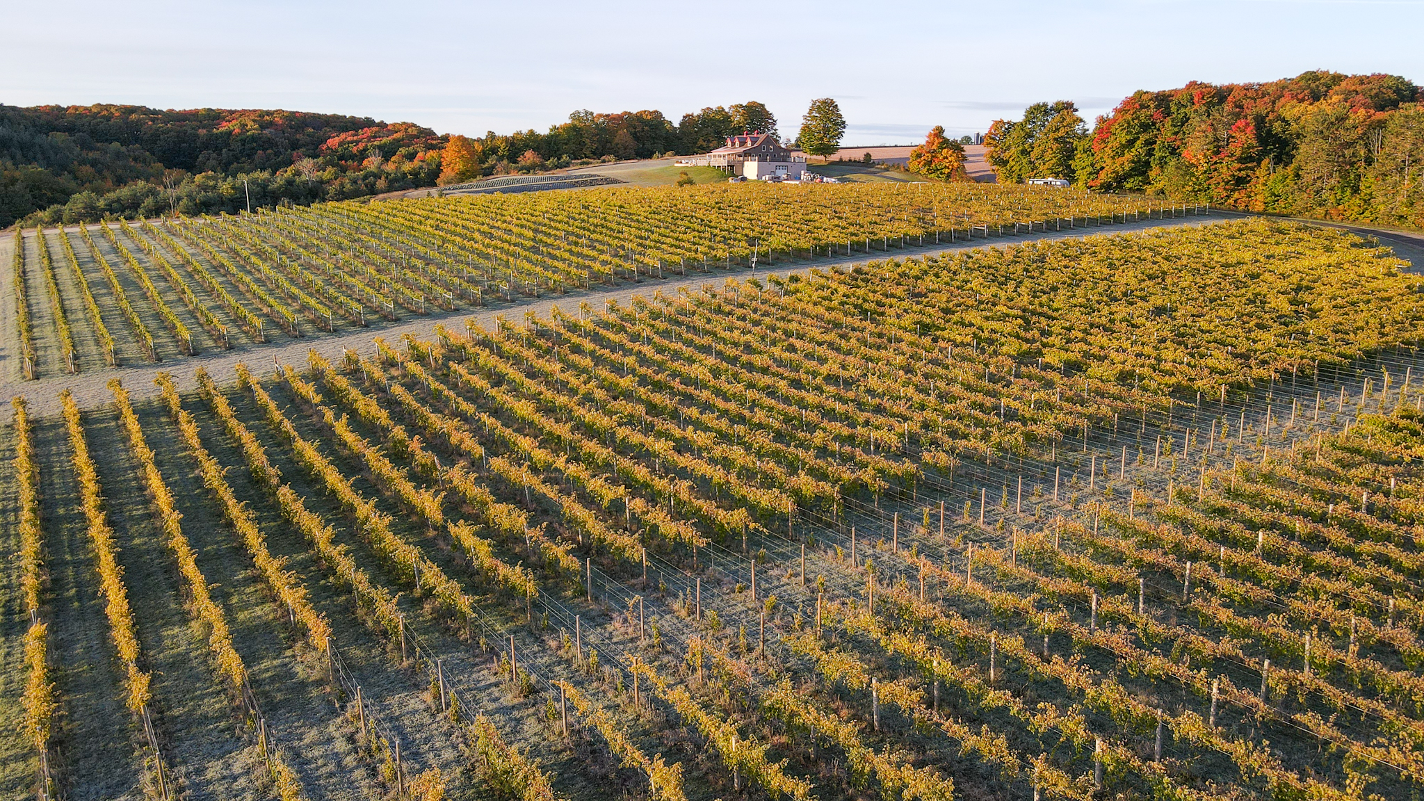 A drone photo of the vineyard and winery in the fall.