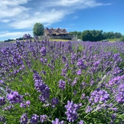The lavender field with the winery in the background.
