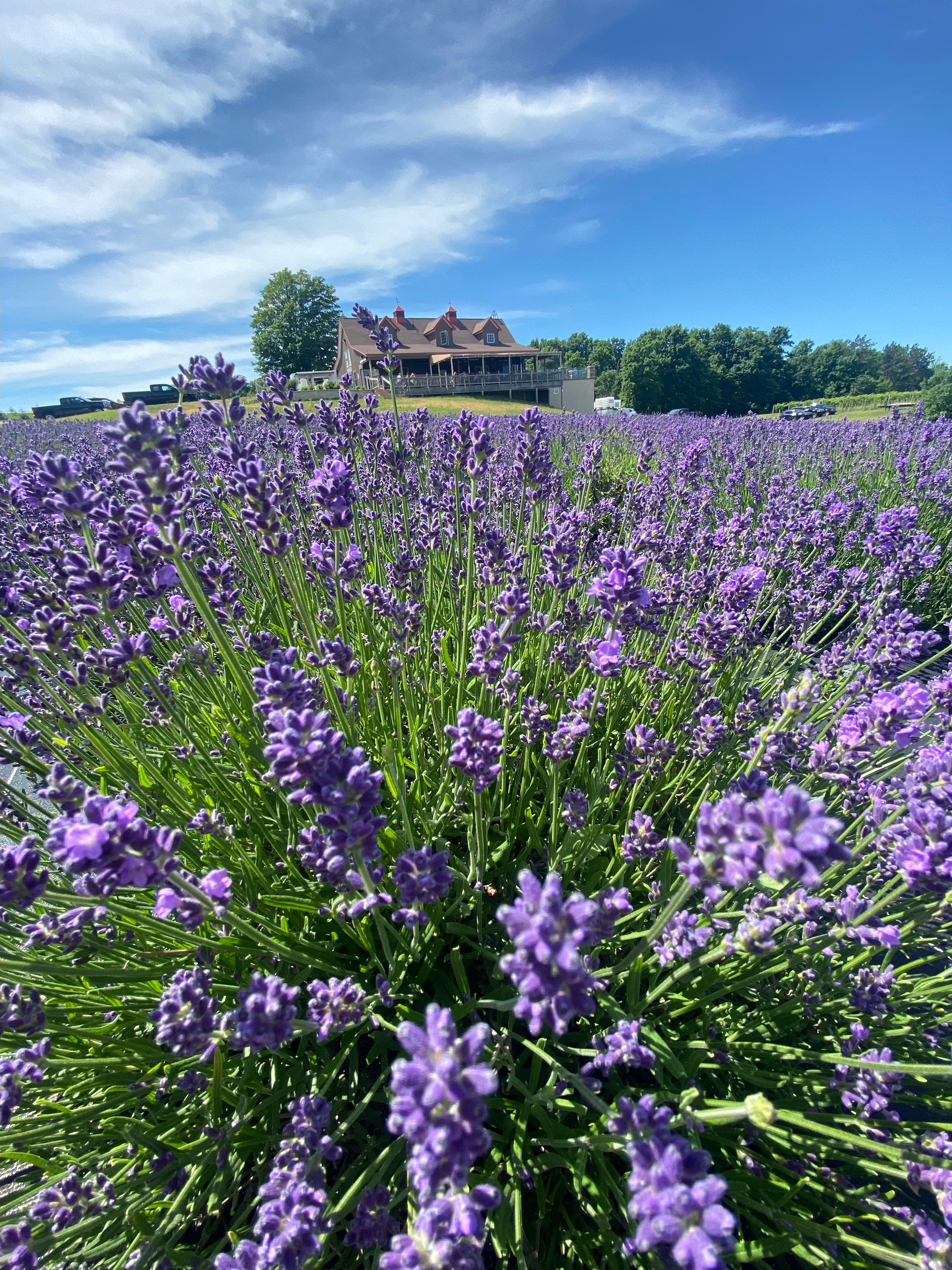 Our lavender field with the winery in the background.